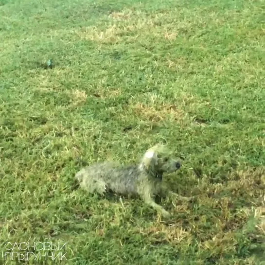 Видео от Слоновый прыгунчик