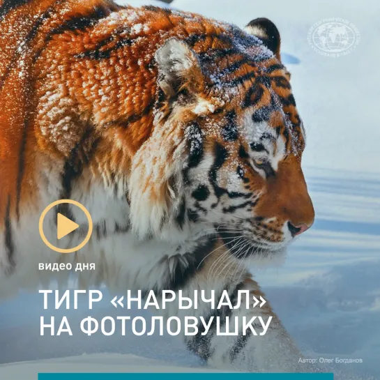 Видео дня: тигр «нарычал» на фотоловушку