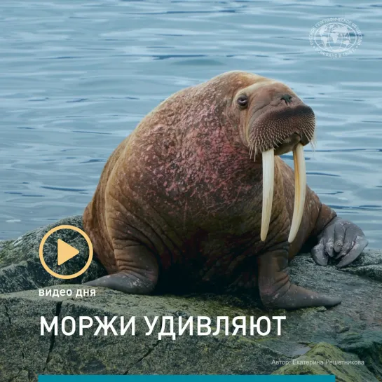 Видео дни: моржи удивляют