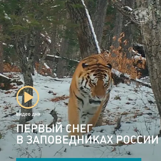 Видео дня: первый снег в заповедниках России