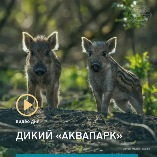 Видео дня: дикий «аквапарк»