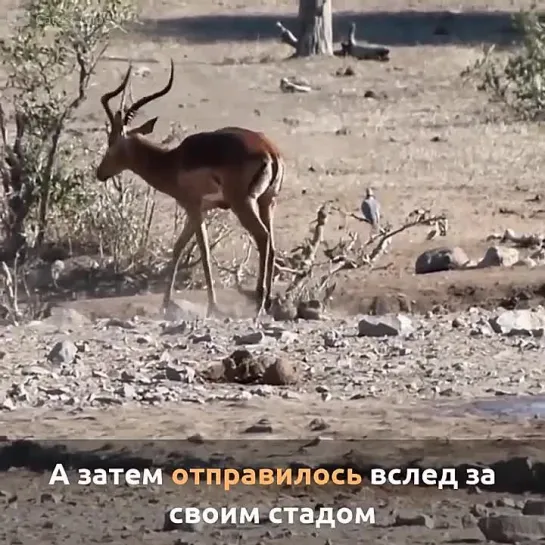 Турист спас антилопу из грязевой ямы