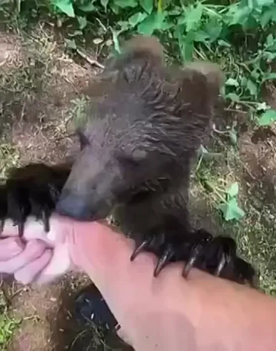 Включите звук и только Послушайте, как мурлычет мишка🐻