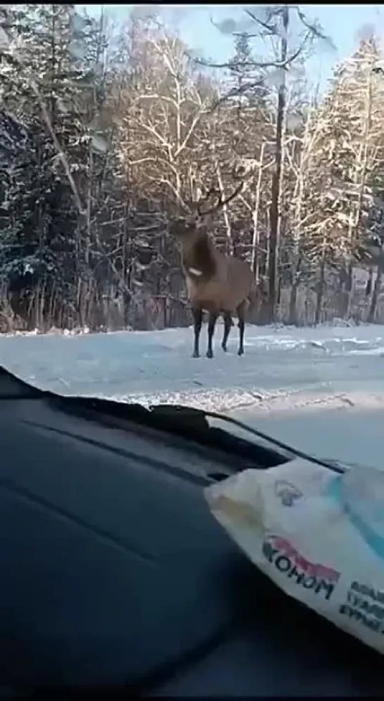 Видео от Mount Show с Даниелем Кайгермазовым