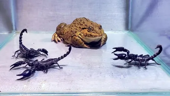 Удивительно Азиатская лягушка с большим черным скорпионом Asian Bullfrog With Bi