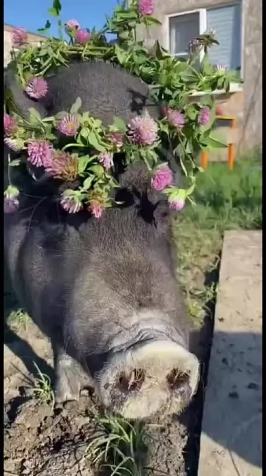 Видео от Живая планета