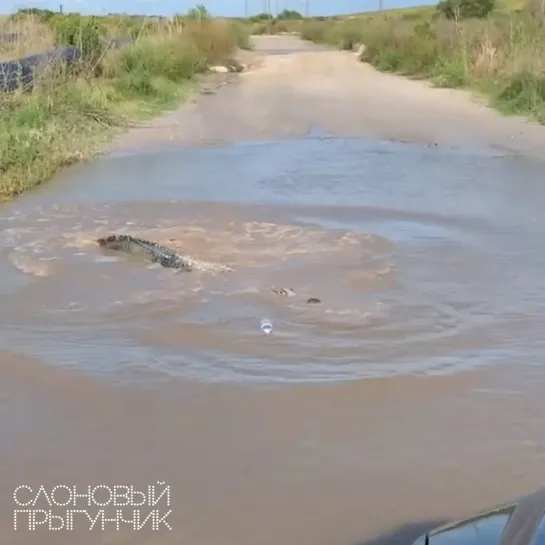 Видео от Слоновый прыгунчик