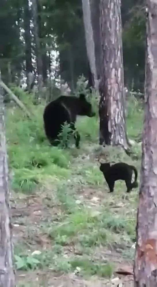 Кот vs. Медведь