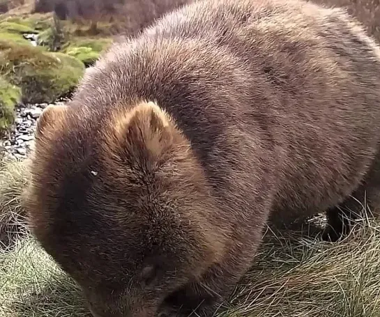 Видео от Дикая планета