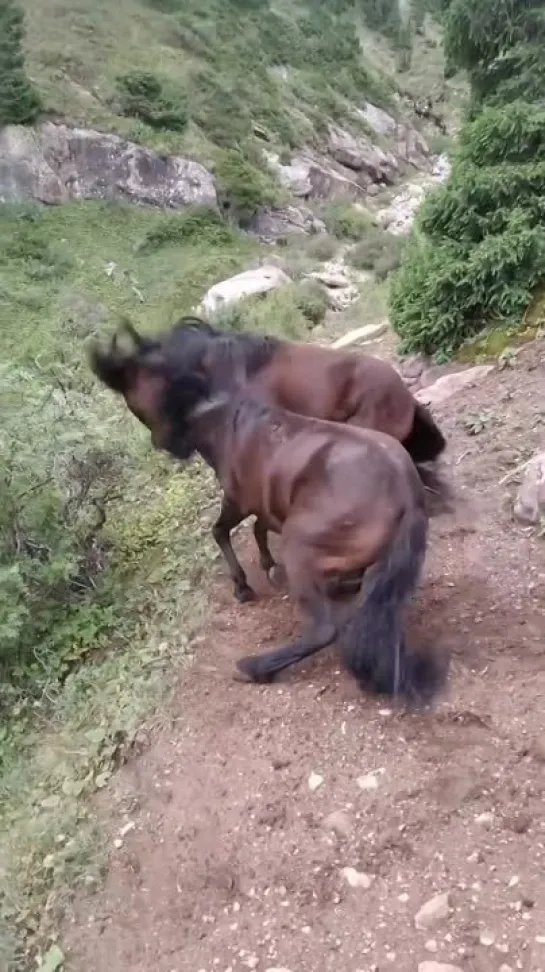 Видео от Дикая планета