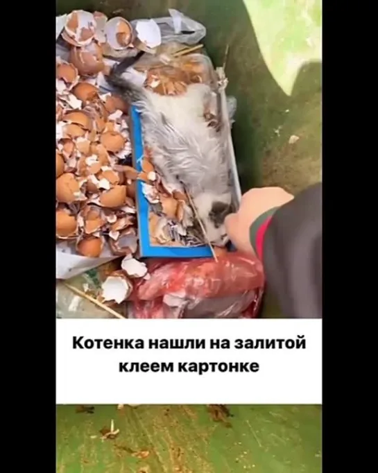 Видео от Дикая планета