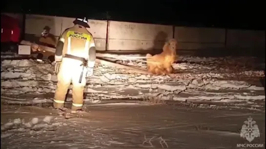 Видео от Дикая планета