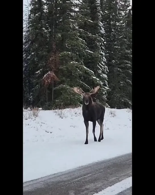 Видео от Дикая планета