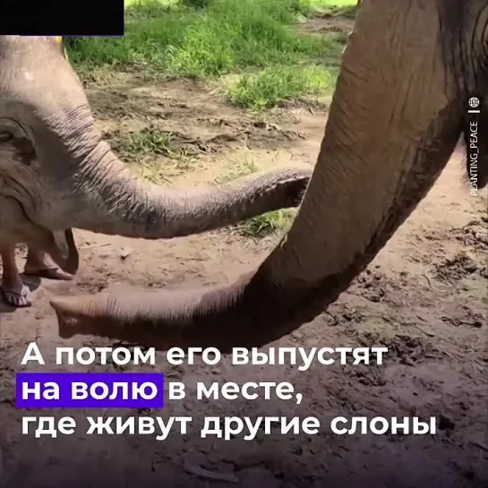 Видео от Дикая планета