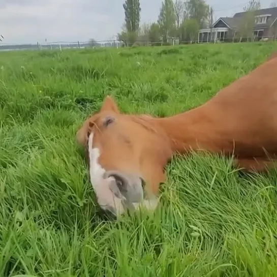 Видео от Дикая планета