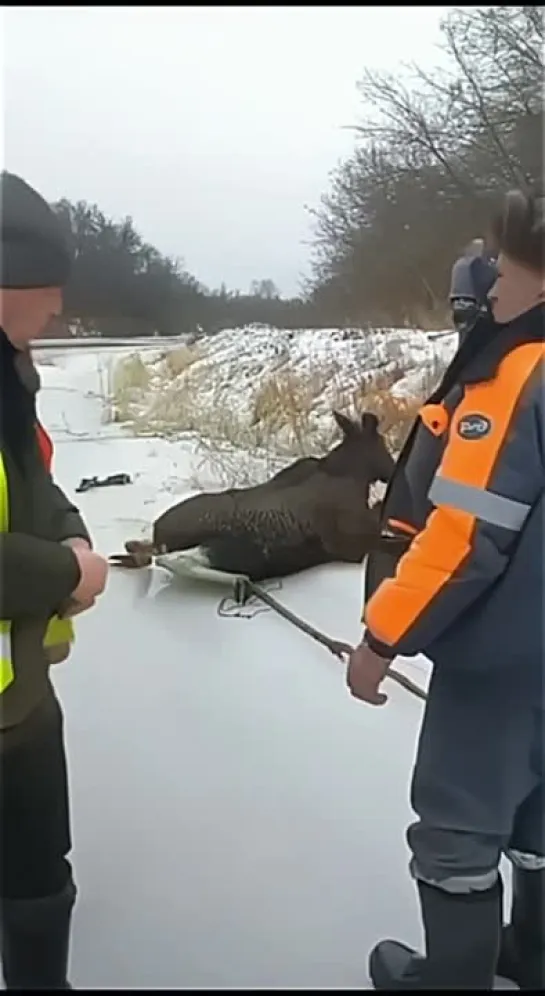 Видео от Дикая планета