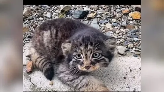 Видео от Дикая планета