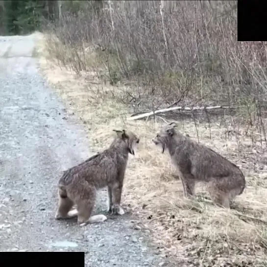 Видео от Дикая планета