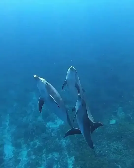 Видео от Дикая планета