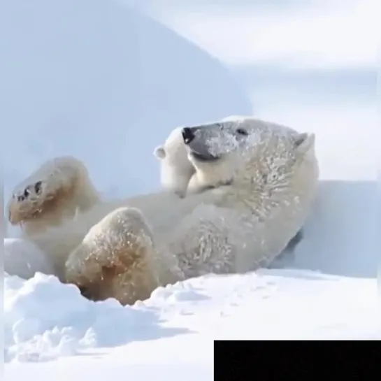 Видео от Дикая планета