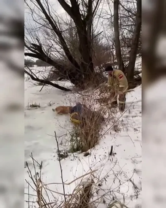 Видео от Дикая планета