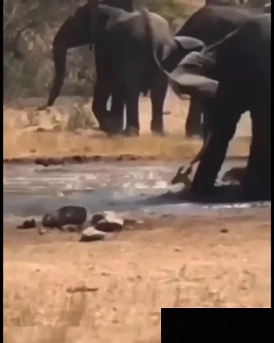 Видео от Дикая планета