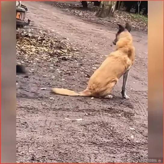 Видео от Дикая планета