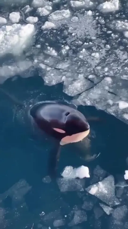 🐋Знаете ли вы, что косатки являются наиболее распространенными из всех китов и дельфинов?