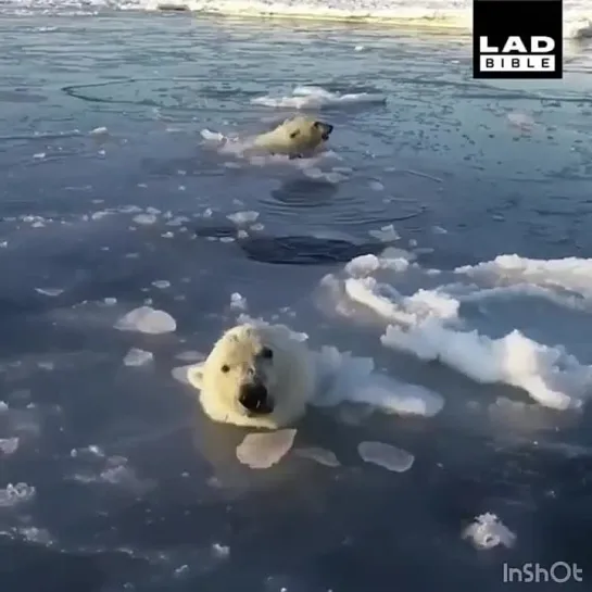 Видео от Дикая планета