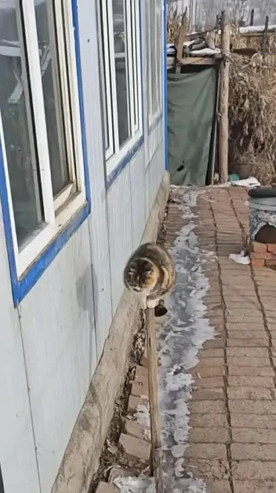 Видео от Коты, которых мы заслужили