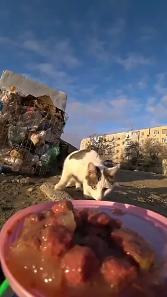 Видео от Коты, которых мы заслужили