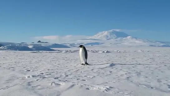 Видео от Охотник