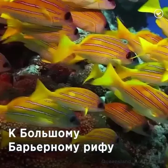 Видео от Охотник