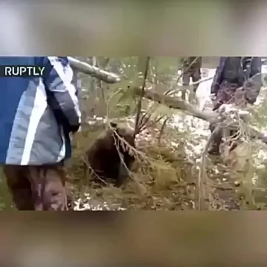 Видео от Охотник