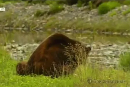 Видео от Охотник