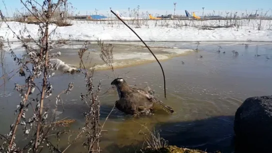 Ястреб - тетеревятник Сильва и водные процедуры ...