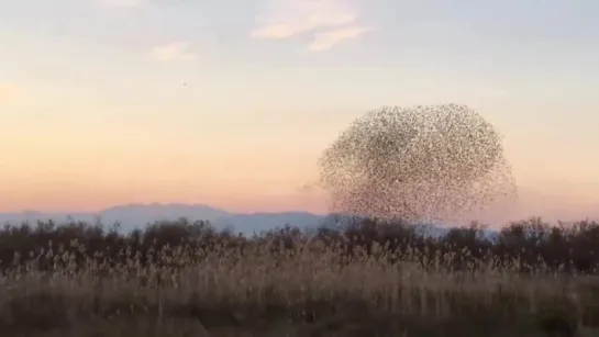 Стая скворцов спасается от ястреба ...