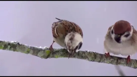 Полевой воробей - Частичный альбинос ...