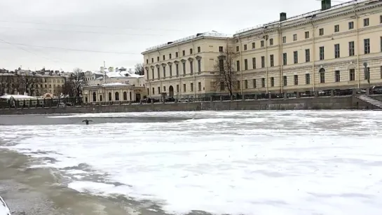 Пингвин в Неве ...