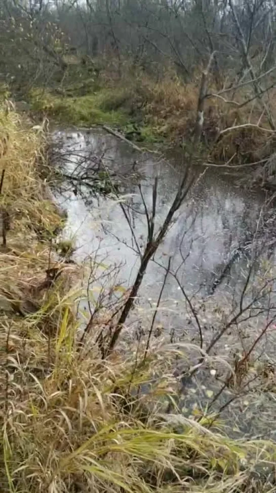 Видео от Сергея Туркова