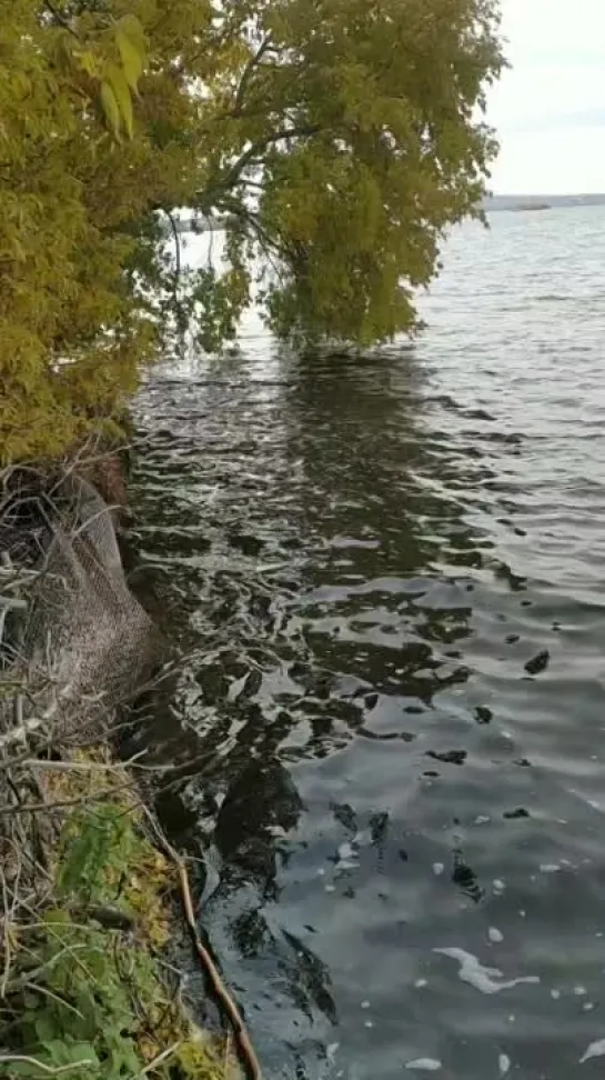 Видео от Сергея Туркова