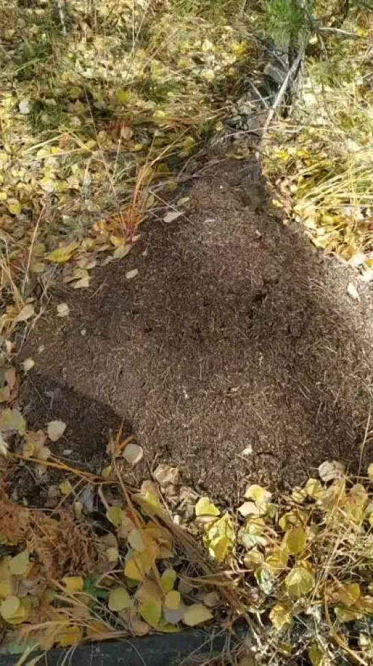 Видео от Сергея Туркова