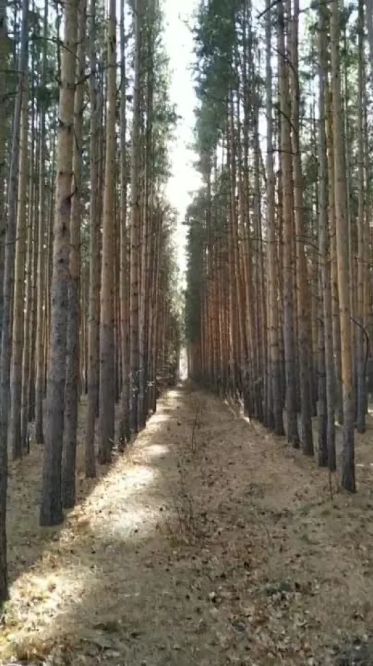 Видео от Сергея Туркова