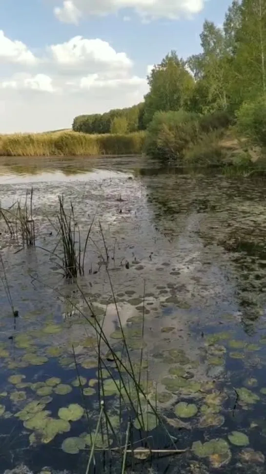 Видео от Сергея Туркова