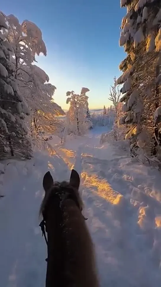 Зимнее очарование