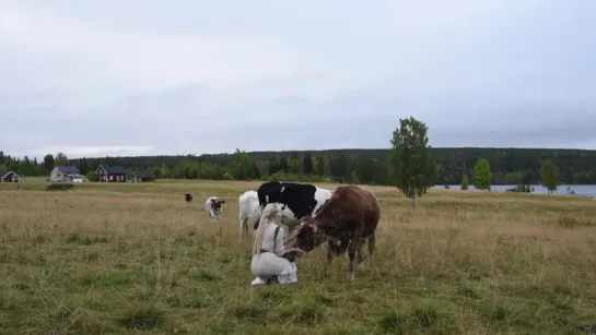 Kulning - Древний herdingcall ...