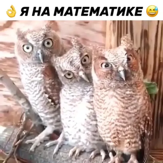 Я на математике