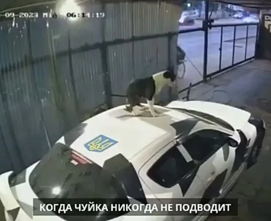 Видео от Еврофобы