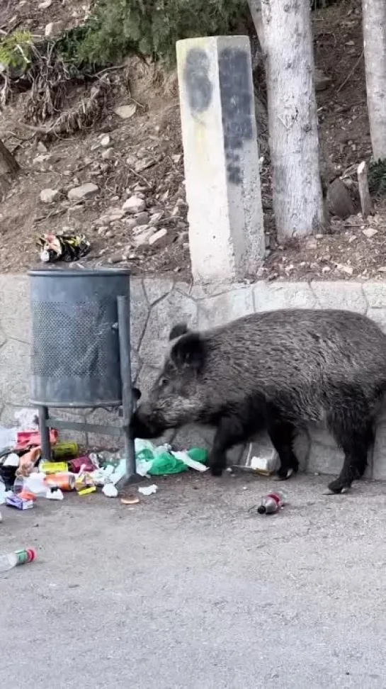 Видео от Еврофобы