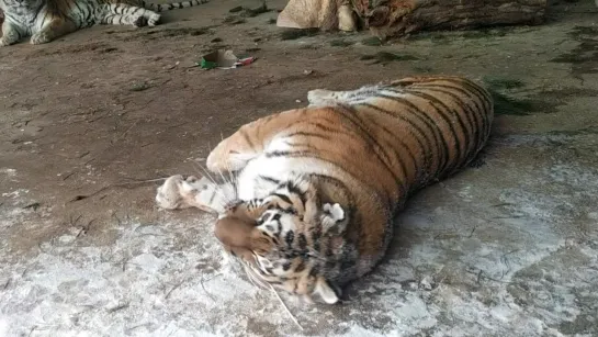 Видео: Самарский зоопарк